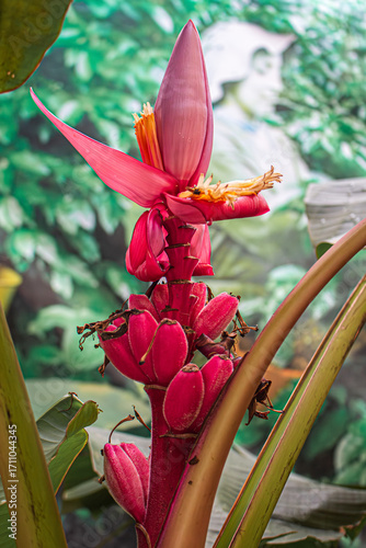 Las bananas aún están creciendo
