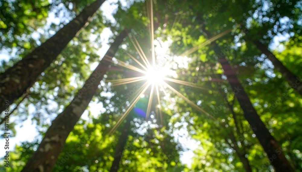 Obraz premium Sunlit Forest Canopy, Low Angle View