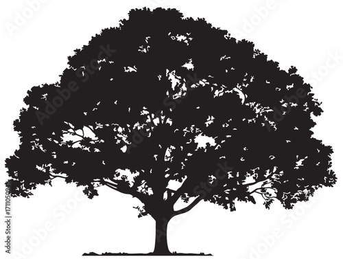 Elegant Sycamore Broad Canopy Silhouette Artwork for Scenic Posters