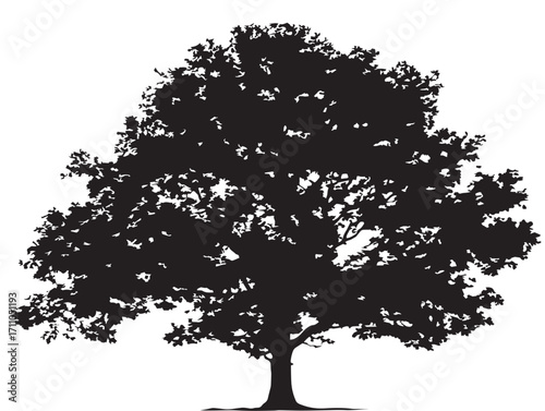 Elegant sycamore broad canopy silhouette vector art for decoration