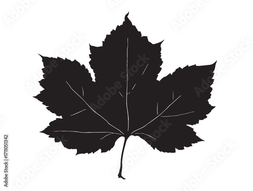 Classic sycamore leaf silhouette vector illustration with detailed shape