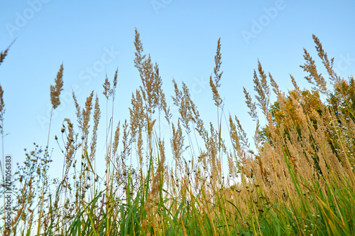 Field yellow grass and flowers in the backlight. Autumn landscape
