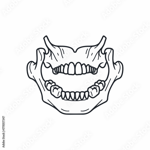 Human jaw anatomy displaying teeth for medical study of skeletal structure and dental health. Human jaw anatomy provides dental professionals, students,
