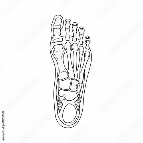 Human foot anatomy showcases skeletal structure and detailed bones. Illustrative foot anatomy visualizes ligaments, tendons, and internal composition.