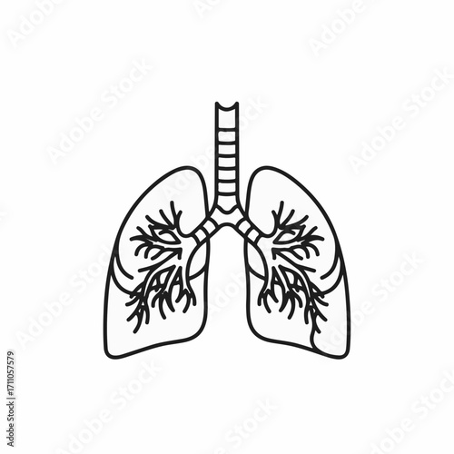 Simple lungs illustration in black and white for educational use, showing respiratory system anatomy. Lungs detail shows healthy airflow and branching bronchioles for a medical study.