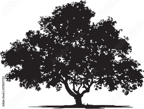 Majestic walnut tree bold silhouette stunning vector illustration