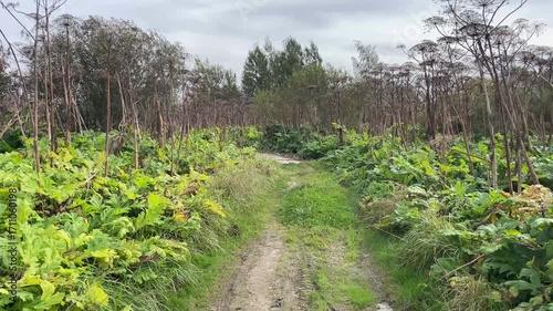 A Beautiful and Scenic Pathway Surrounded by Lush Green Vegetation and a Few Dead Trees