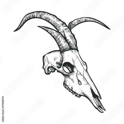 Goat skull with horns showcased in detailed artistic style. Vector hand drawn illustration

