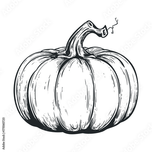 Detailed sketch of a classic pumpkin for autumn decoration. Vector hand drawn illustration


