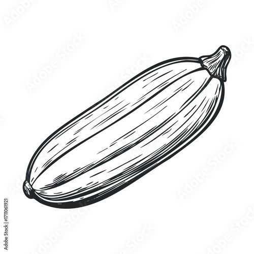 Fresh vegetable harvest featuring a ripe zucchini for culinary use. Vector hand drawn illustration

