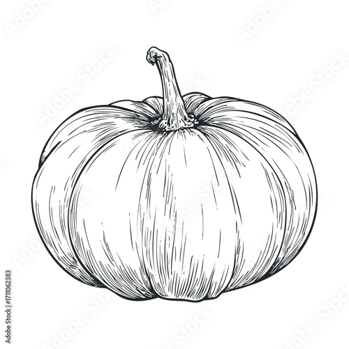 Artistic sketch of a pumpkin for fall celebrations and decor. Vector hand drawn illustration

