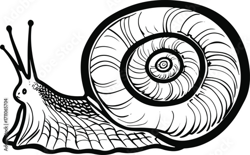 Black bold outline with white background, Minimal line art of snail with spiral shell, slow and calm aesthetic 2