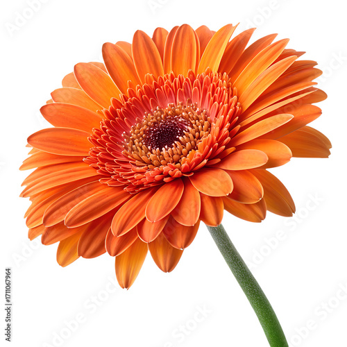 Vibrant Orange Gerbera Daisy Isolated on Transparent Background, High-Resolution Product Photo
