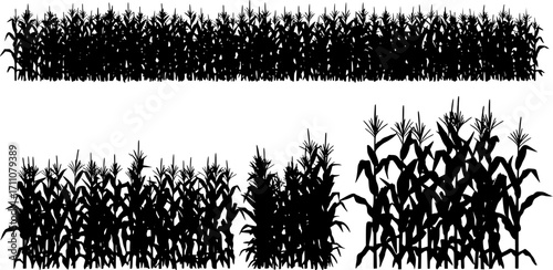 A black corn field. Maize field silhouette design vector illustration
