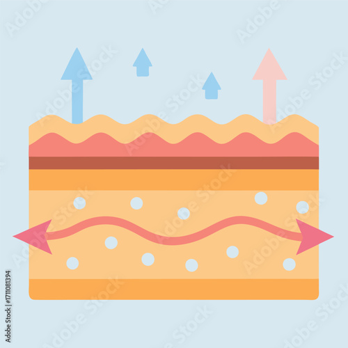 Collagen Boost A closeup vector showing skin layers with animated arrows pointing at the collagen fibers being boosted by the application of exosomes.