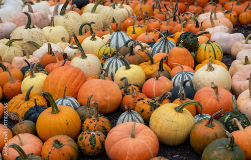 pumpkins on a farm