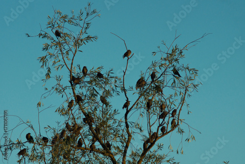 A flock of starlings sitting on the branches of a willow tree