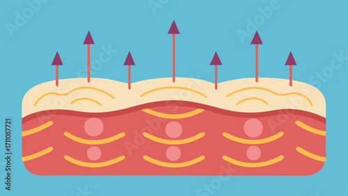 Collagen Fiber Visualization A detailed depiction of collagen fibers within the dermis with arrows pointing towards the fibers to indicate enhancement and strengthening due to