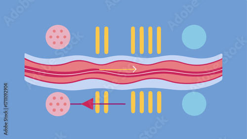 Collagen Fiber Production A graphic showing collagen fibers pre and posttreatment emphasizing the increase in collagen density and quality due to exosome therapy.
