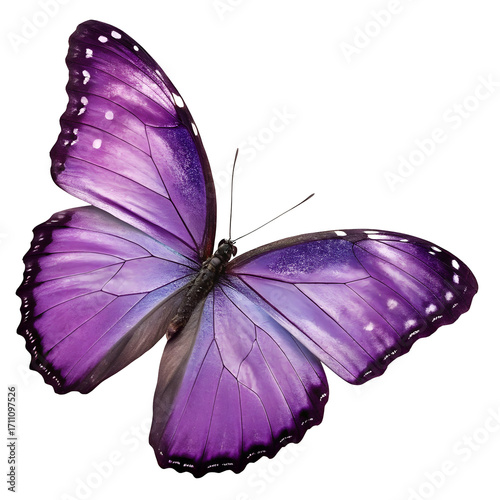 Vibrant Purple Butterfly with White Spots on Black Background