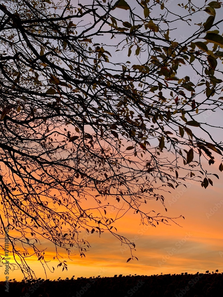 Obraz premium Tree branches with autumn leaves in silhouette against a vibrant sunset sky. Nature background.