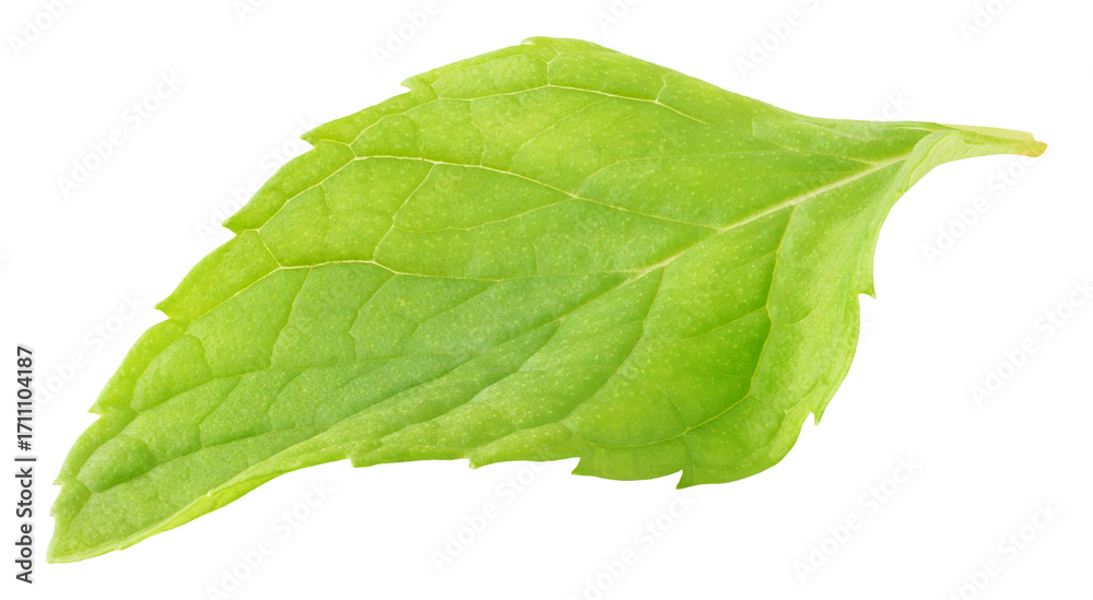 Obraz premium One fresh mint leaf isolated on white
