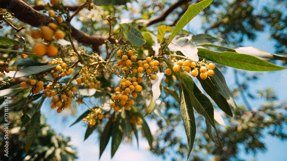 Fototapeta premium Bright yellow berries on branches