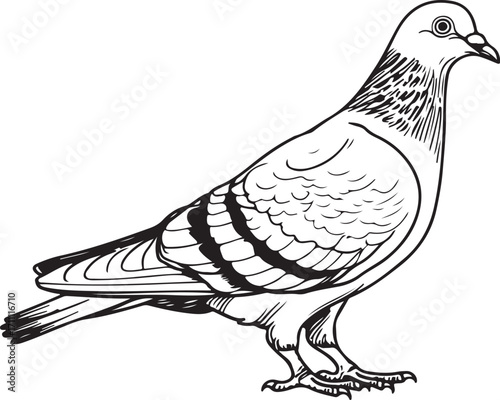 Pigeon City Bird Vector Illustration, Sketch Drawing Line Linear Symbol Icon Engraving Coloring Book, Hand-drawn Doodle Black and White Isolated