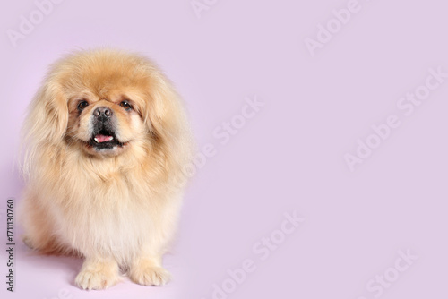 Cute dog on lilac background