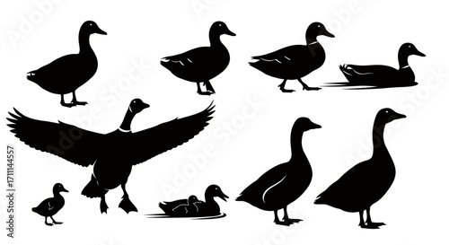 A collection of black duck and goose bird silhouettes in various poses, including standing, swimming, and flying, presented as clean vector graphics.