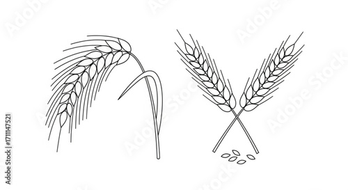 Two illustrations of barley stalks and grains are shown on a white background.