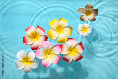 Beautiful plumeria flowers ...