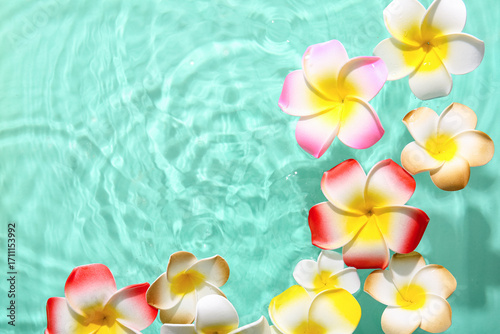 Beautiful plumeria flowers ...