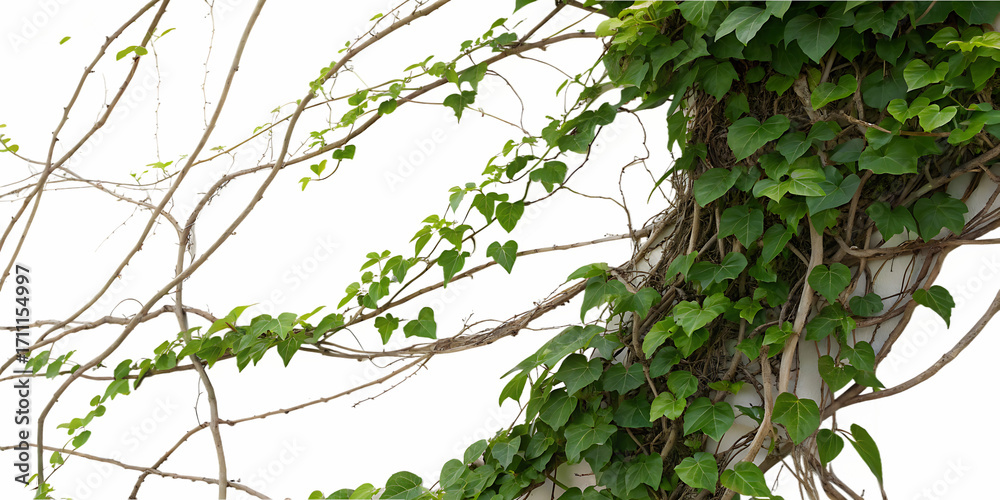 Fototapeta premium Green Ivy Vines Growing on a Textured Gray Wall plant leaves Cutout PNG Ai isolated on a transparent background