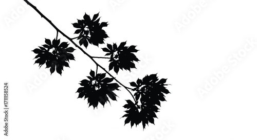 Delicate black silhouette of tree branches with lush leaves against a stark white background.