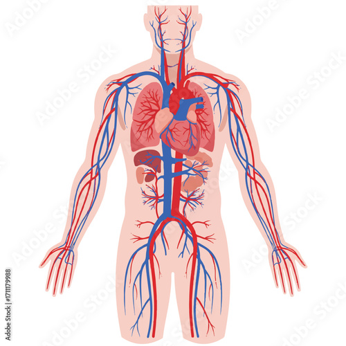 Vintage-style illustration of a human body with visible circulatory system and T-Rex en colère expression on torso, showcasing red and blue blood vessels and organs on a white background.