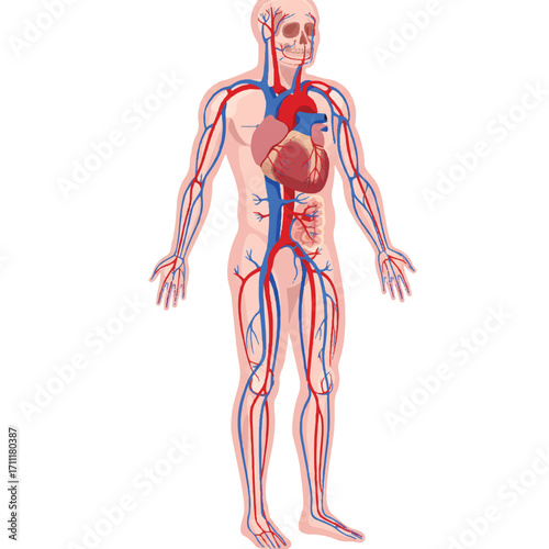 Detailed vintage-style illustration of a human body with visible skeleton, circulatory system, and internal organs on a white background.