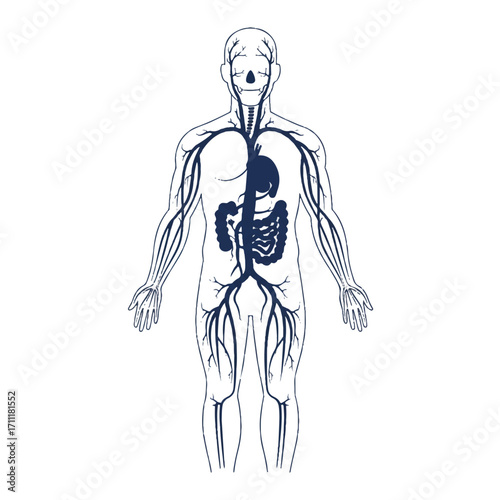 Vintage-style illustration of a human body with visible circulatory and digestive systems on a white background.