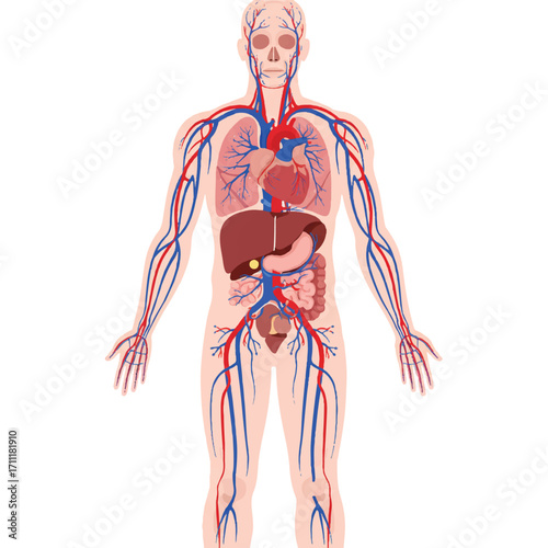 Detailed vintage-style illustration of a human body with visible organs and circulatory system.