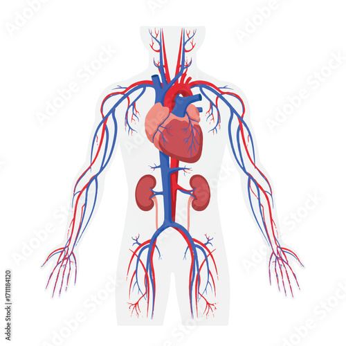 Detailed vintage-style illustration of a human body with a visible heart and blood vessels in red and blue, showcasing circulatory system anatomy.