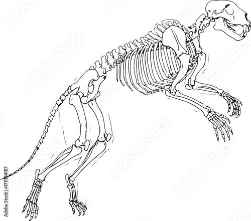 A black-and-white vector drawing of a large feline skeleton in a dynamic, mid-jump pose.