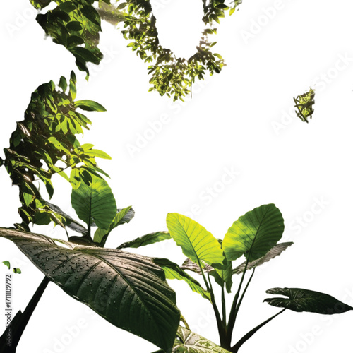 Lush Green Tropical Leaves with Water Droplets on White Background Keywords: leaves, tropical