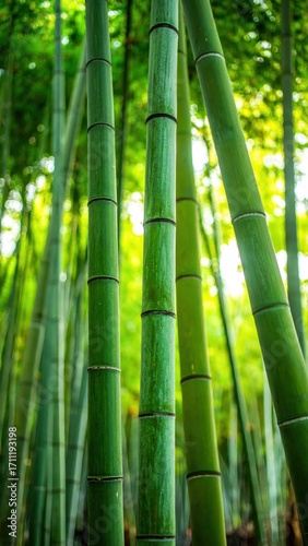 Lush Green Bamboo Forest with Sunlight Filtering Through Leaves