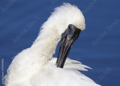 Portrait of a Royal Spoonbill preening, Waikanae, New Zealand