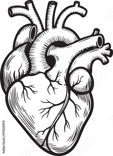 detailed black and white vector illustration of human heart anatomy showing major arteries and veins