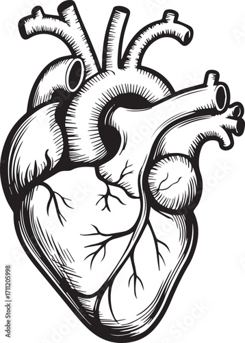 highly detailed anatomy vector of human cardiovascular system heart with aorta pulmonary vessels