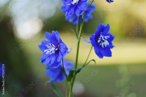 there are blue flowers that are growing in a vase