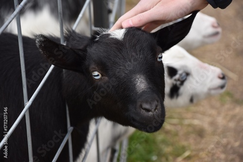 there is a black and white goat and a black and white cow