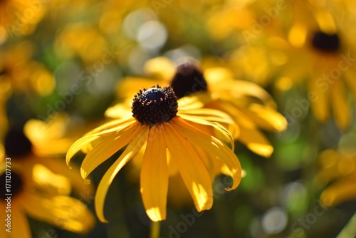 yellow flowers with black centers in a field of green grass