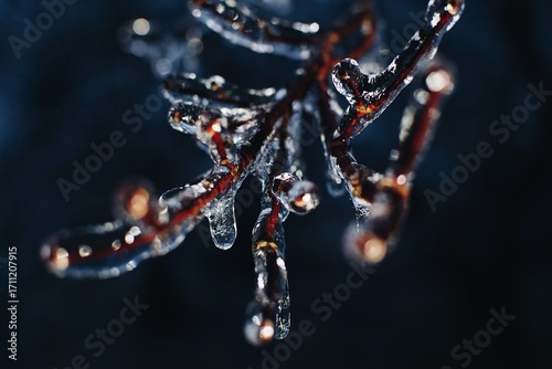 a close up of a branch with ice crystals on it